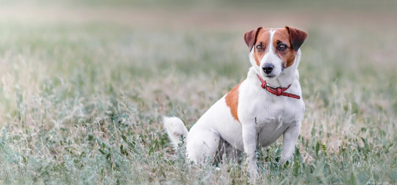 Can Dogs Detect Lightning? Understanding Their Weather Senses