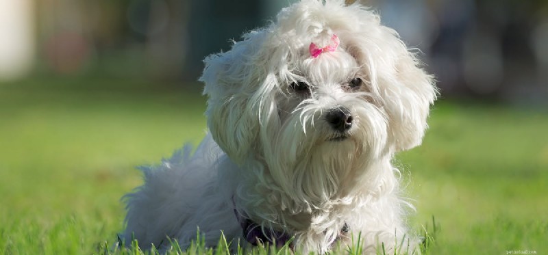 Do Dogs Hear Mice? Exploring Their Exceptional Hearing Range