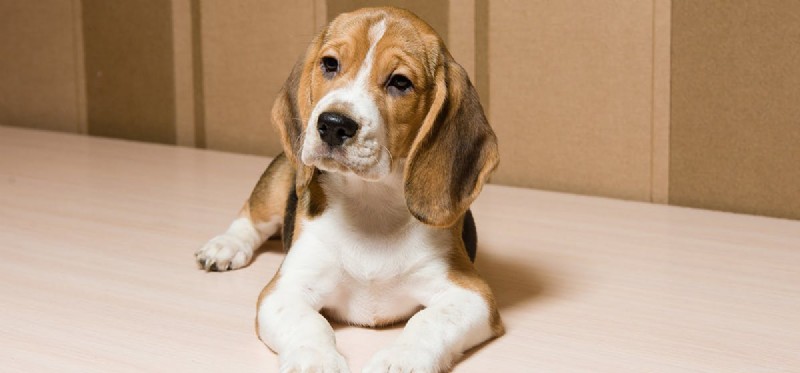 Do Dogs Hear Mice? Exploring Their Exceptional Hearing Range