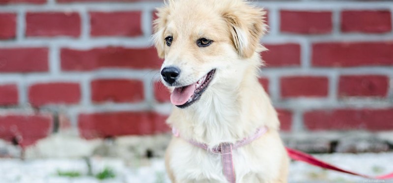 Do Dogs Hear Mice? Exploring Their Exceptional Hearing Range