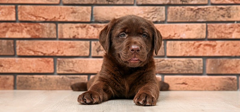 Can Dogs Detect Mice in Your Walls? A Guide to Using Canine Hearing for Pest Control