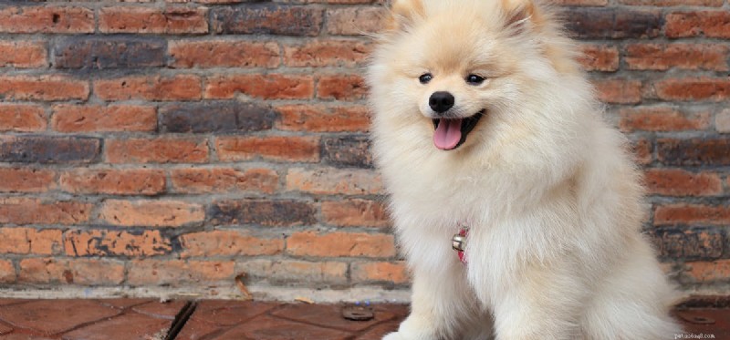 Do Dogs Hear Mice? Exploring Their Exceptional Hearing Range