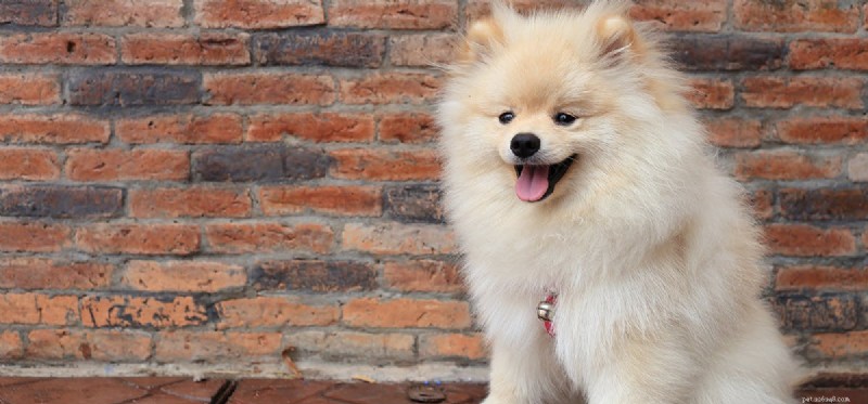 Can Dogs Detect Mice in Your Walls? A Guide to Using Canine Hearing for Pest Control