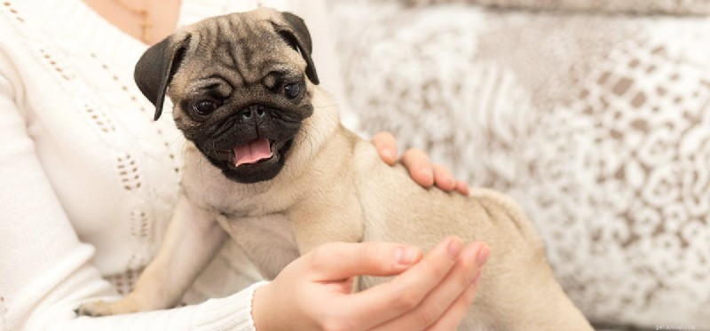 How Dog Hearing Compares to Human Hearing: Unveiling the True Limits