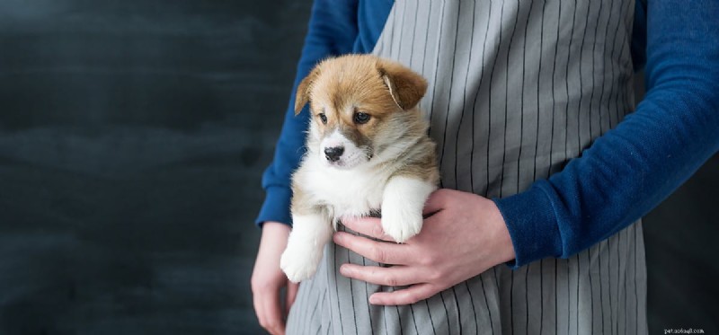 Can Dogs Detect Mice in Your Walls? A Guide to Using Canine Hearing for Pest Control
