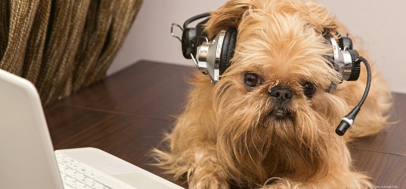Do Dogs Truly Enjoy Music? Unlocking Their Hearing and Emotional Response