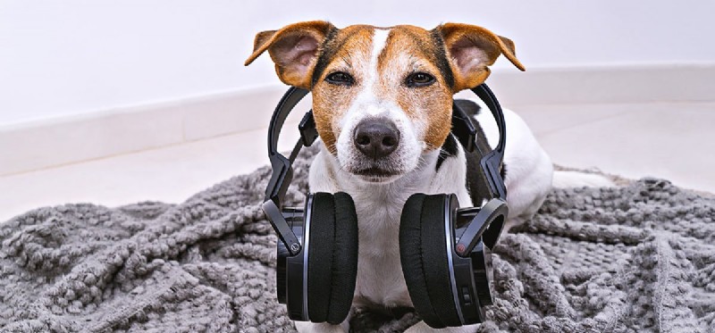 Do Dogs Truly Enjoy Music? Unlocking Their Hearing and Emotional Response