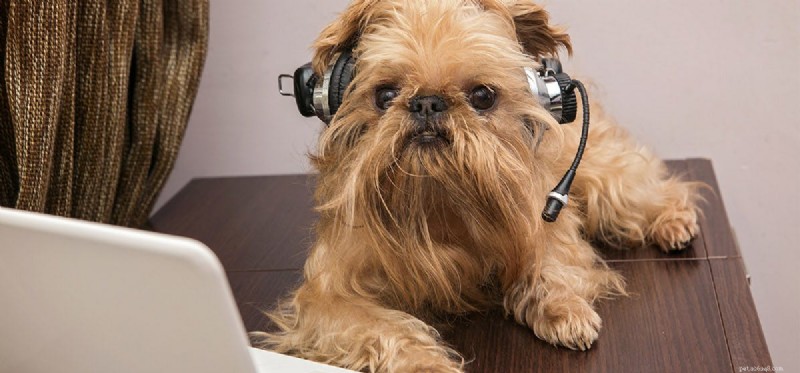 Can Dogs Truly Hear Music from Speakers? Understanding Their Hearing Capabilities