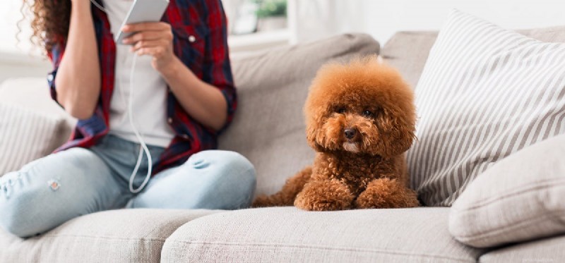 Can Dogs Truly Hear Music from Speakers? Understanding Their Hearing Capabilities