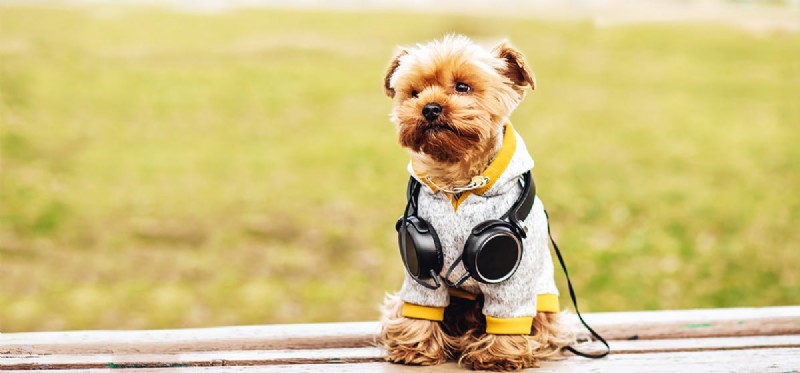 Can Dogs Hear Music Through Headphones? What the Science Says