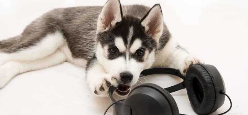 Can Dogs Truly Hear Music from Speakers? Understanding Their Hearing Capabilities