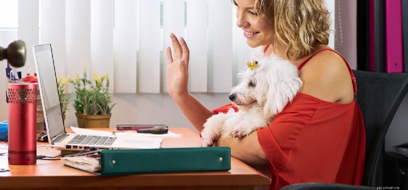 Can Your Dog Hear You on Skype? How Video Calls Work for Pets