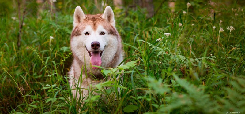 Do Dogs Truly Perceive Rhythm? Unveiling the Science Behind Canine Musical Awareness