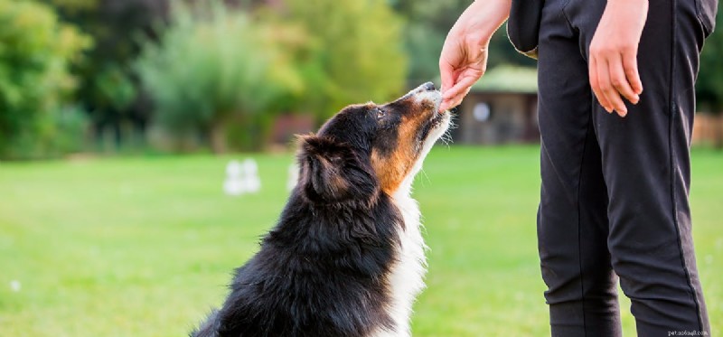 Do Dogs Truly Perceive Rhythm? Unveiling the Science Behind Canine Musical Awareness