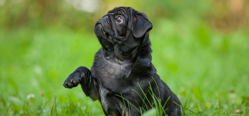Do Dogs Truly Perceive Rhythm? Unveiling the Science Behind Canine Musical Awareness