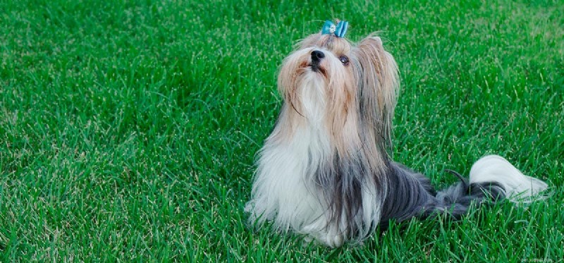 Do Dogs Truly Perceive Rhythm? Unveiling the Science Behind Canine Musical Awareness