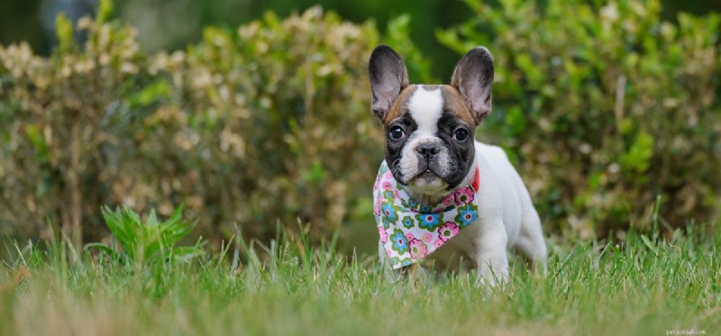 Can Your Dog Detect Ultrasonic Rodent Repellers? What You Need to Know