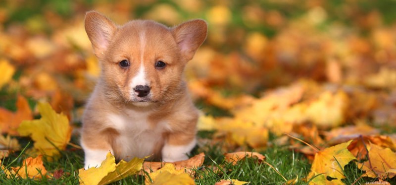 Can Your Dog Detect Ultrasonic Rodent Repellers? What You Need to Know
