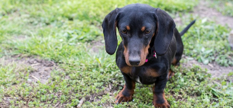 Can Dogs Hear a Wider Frequency Range Than Humans?