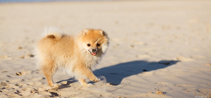 Can Dogs Hear a Wider Frequency Range Than Humans?