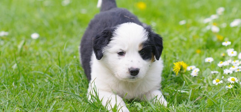 Can Dogs Hear a Wider Frequency Range Than Humans?