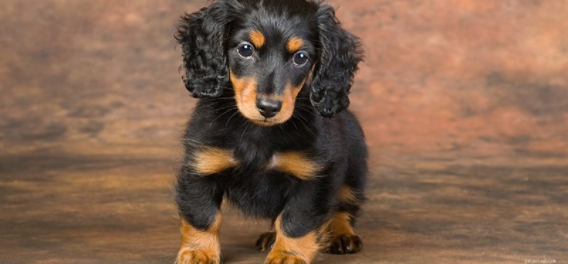 Can Dogs Hear a Wider Frequency Range Than Humans?