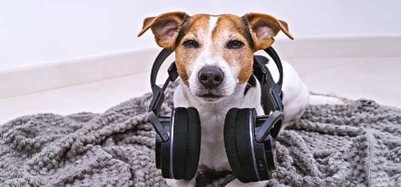 Do Dogs Hear Sounds from Speakers? Understanding Their Hearing Capabilities