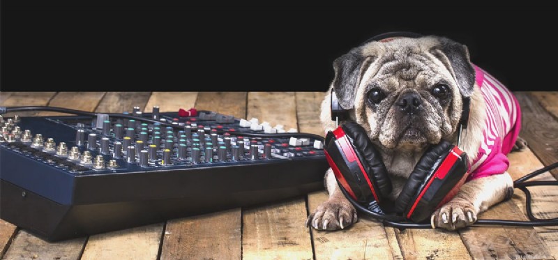 Do Dogs Hear Sounds from Speakers? Understanding Their Hearing Capabilities