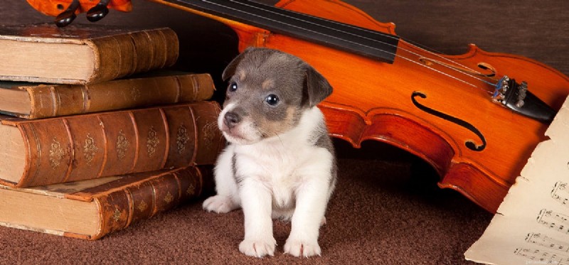 Do Dogs Experience Tinnitus? Understanding Hearing Discomfort in Canines