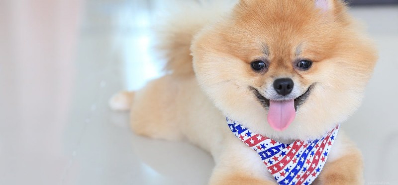 Do Dogs Detect Ultrasonic Cleaner Noise? Exploring Their Hearing Limits