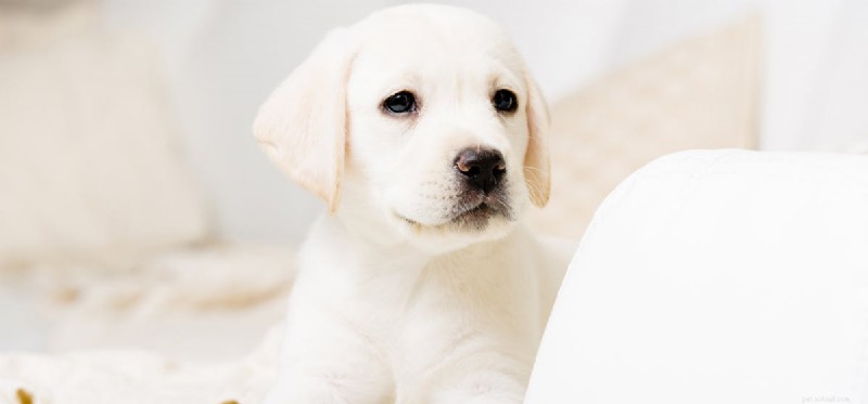 Do Dogs Detect Ultrasonic Cleaner Noise? Exploring Their Hearing Limits