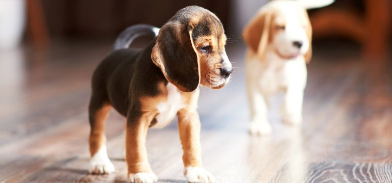 Do Dogs Detect Ultrasonic Cleaner Noise? Exploring Their Hearing Limits