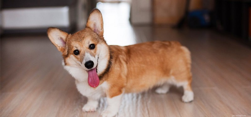 Do Dogs Detect Ultrasonic Cleaner Noise? Exploring Their Hearing Limits