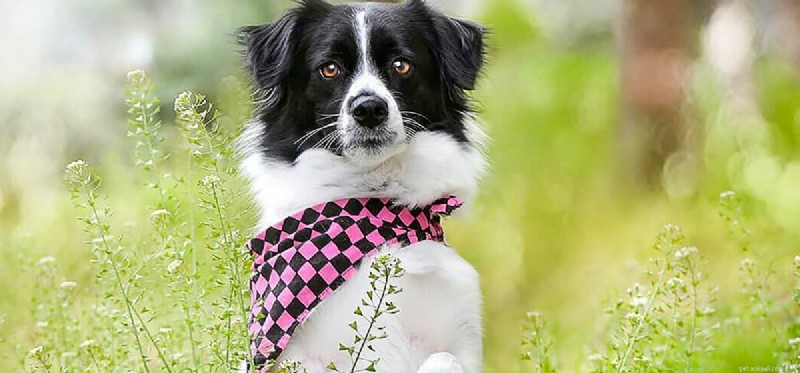 Do Dogs Detect Ultrasonic Sounds? Understanding Their Superior Hearing