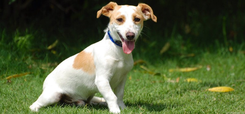 Do Dogs Detect Ultrasonic Sounds? Understanding Their Superior Hearing