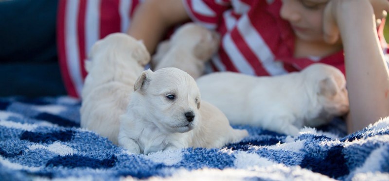 Do Newborn Puppies Hear? Understanding Early Canine Hearing