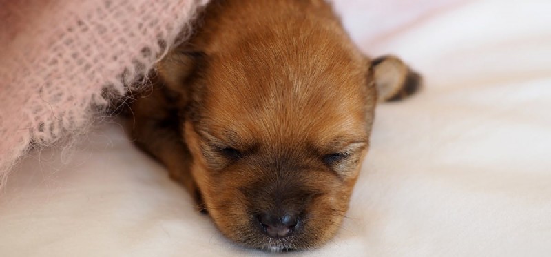 Do Newborn Puppies Hear? Understanding Early Canine Hearing