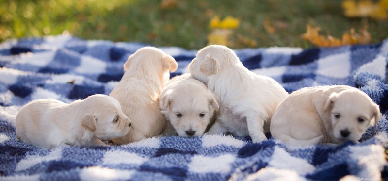 Do Newborn Puppies Hear? Understanding Early Canine Hearing