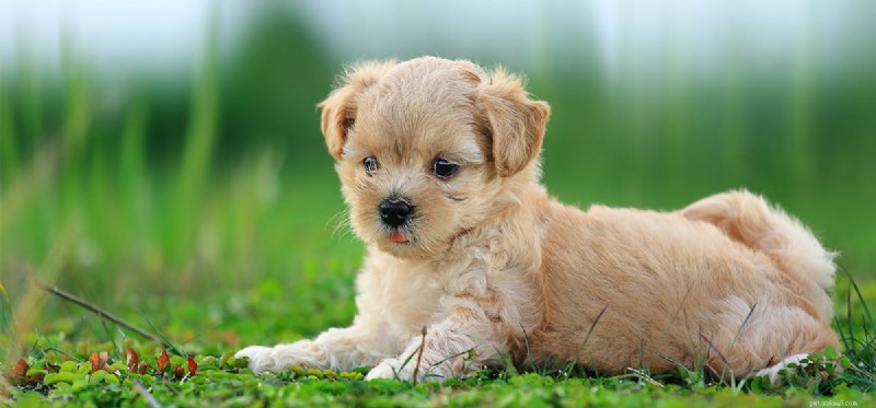 Do Dogs Really Hear Dog Whistles? Understanding Their Hearing Range