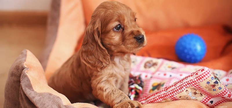 Can Dogs Hear White Noise? How Sound Helps Calm Their Sleep
