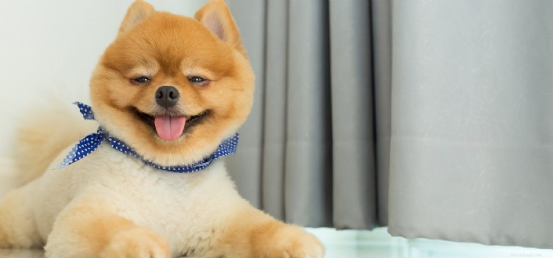 Can Dogs Hear White Noise? How Sound Helps Calm Their Sleep