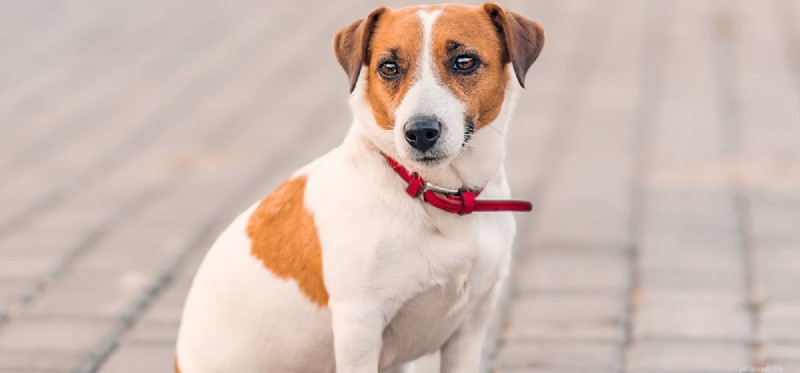Do Dogs Really Hear Dog Whistles? Understanding Their Hearing Range