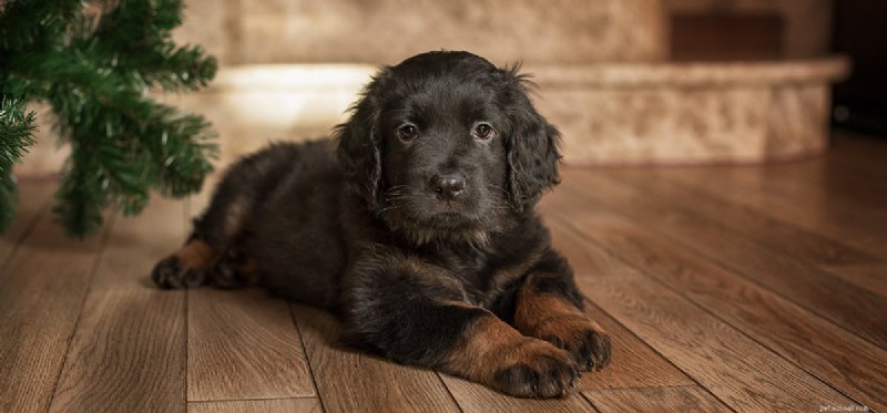 Can Dogs Hear White Noise? How Sound Helps Calm Their Sleep