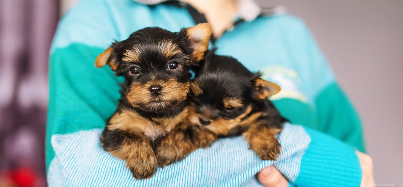 How Dogs Can Support Children with Autism