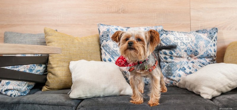 Can Dogs Hear White Noise? How Sound Helps Calm Their Sleep