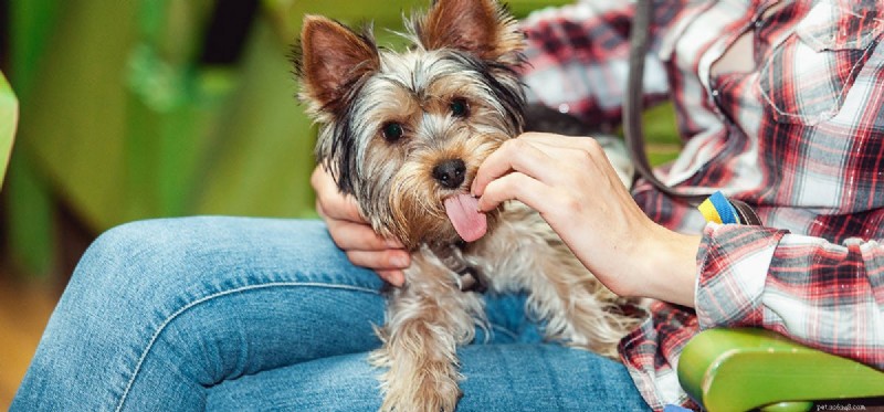How Dogs Can Support Children with Autism