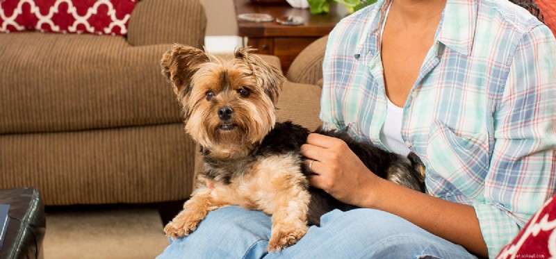 Can Dogs Relieve Migraines? Evidence-Based Insights