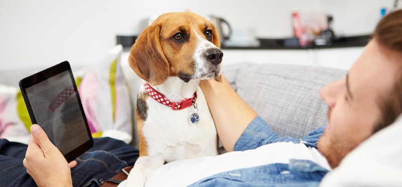 Can Dogs Relieve Migraines? Evidence-Based Insights
