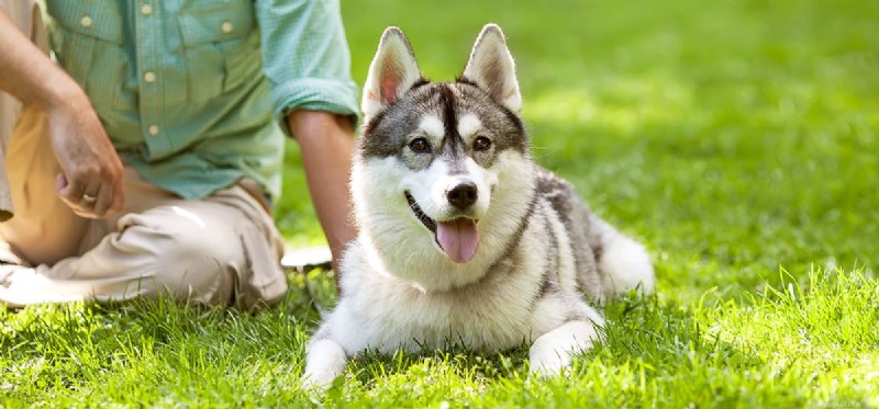Can Dogs Relieve Migraines? Evidence-Based Insights