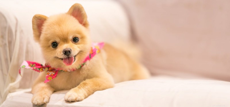 How Dogs Can Alleviate OCD Symptoms